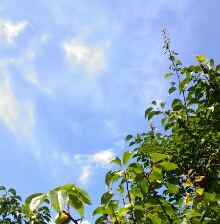 青空の梅の木