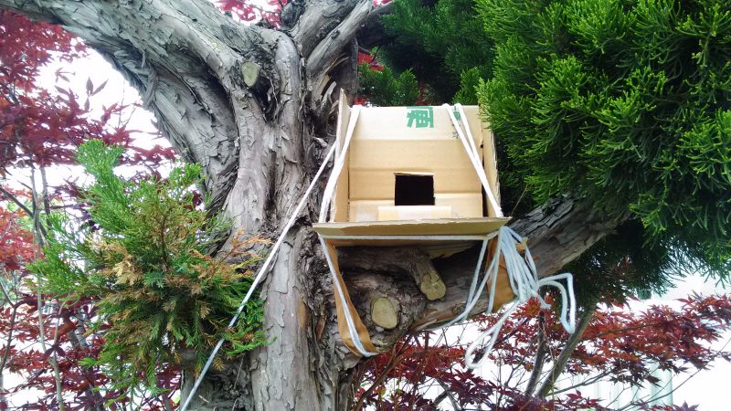 庭木に作った巣箱