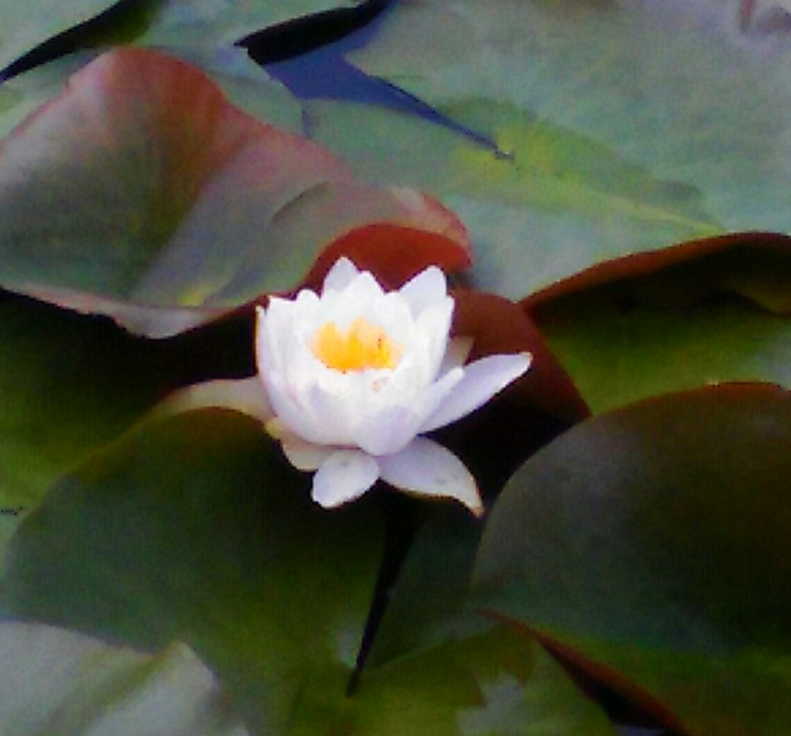 蓮の池に咲く蓮の花