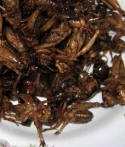 タイの昆虫食:kabutotai.net