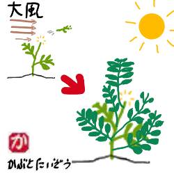 トマトの再生図:kabutotai.net